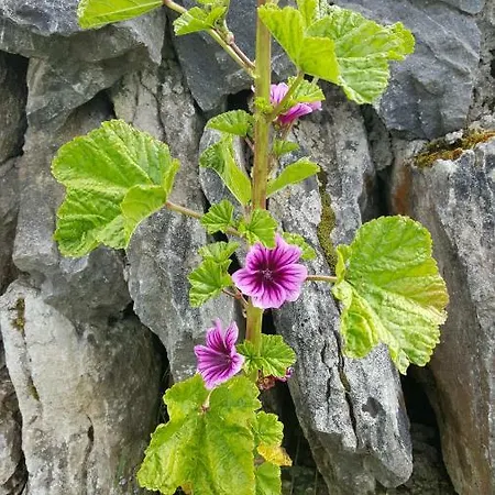 Sea Breeze Doolin